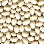 HARICOT A ECOSSER Navy-1.jpg