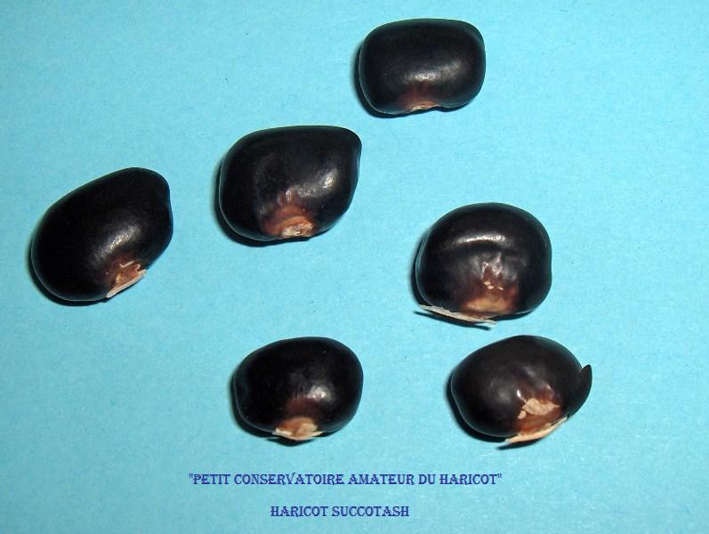 Fichier:HARICOT A ECOSSER Succotash-1.jpg