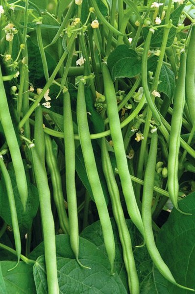 Fichier:HARICOT Daisy-1.jpg