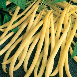 Fichier:HARICOT MANGETOUT beurre de rocquencourt.jpg