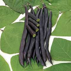 Fichier:HARICOT MANGETOUT blauhilde-1.jpg