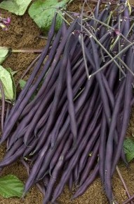 HARICOT MANGETOUT carminat-1.jpg