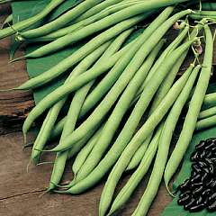 Fichier:HARICOT MANGETOUT cobra-1.jpg