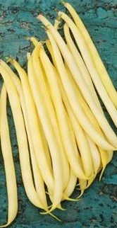 HARICOT MANGETOUT mange tout major-1.jpg