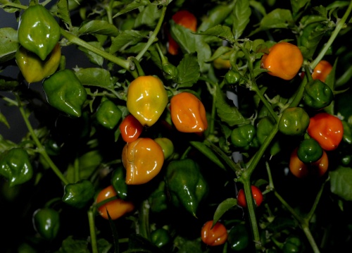 Fichier:Habanero cancun.jpg