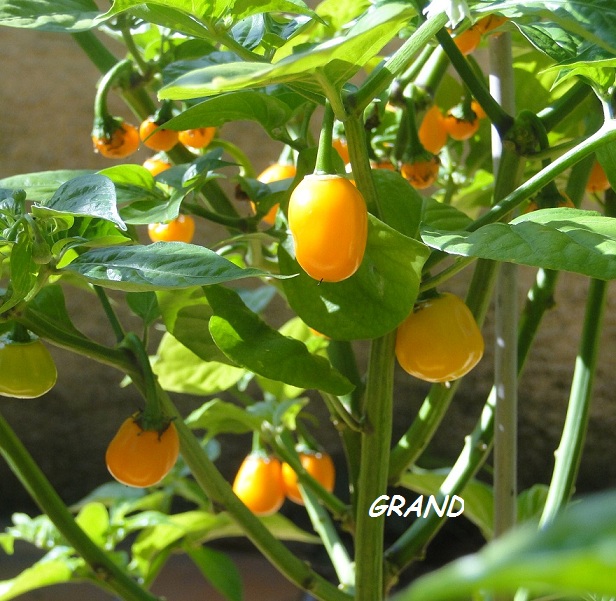 Habanero davie peach-1.jpg