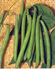 Haricot 'Marché du Vully'-1.jpg