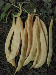 Haricot Aurie de Bacau.jpg