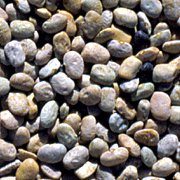 Haricot Colonia Morelos Speckled.jpg