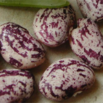 Haricot Jackson Wonder-1.jpg