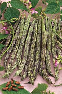 Haricot La Vigneronne-1.jpg