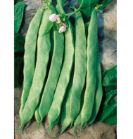 Haricot Mangetout Jumbo-1.jpg