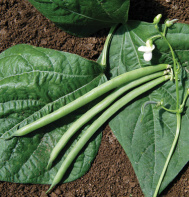 Haricot Mangetout Pick Fresh-1.jpg