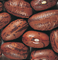 Haricot Mangetout Vermont Cranberry.jpg