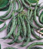 Haricot Merveille d'Octobre-1.jpg