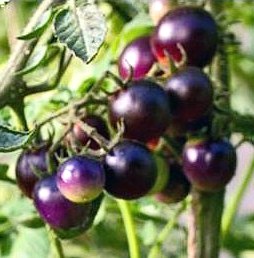 Fichier:Helsing Junction Blues-1.jpg