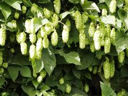 Fichier:Houblon sauvage-1.jpg