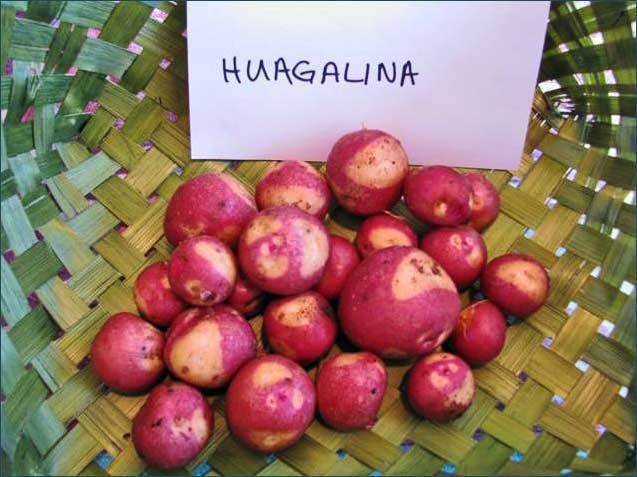 Fichier:Huagalina TPS-1.jpg