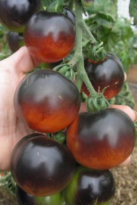 Fichier:Indigo rose-1.jpg