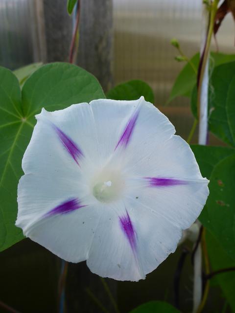 Ipomée Milky Way-1.jpg