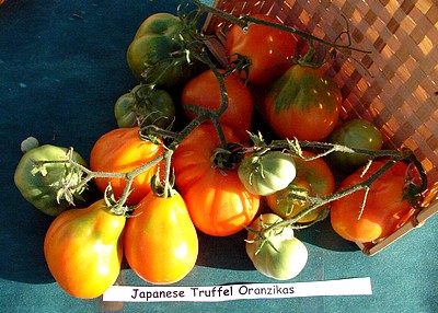 Fichier:Japanese truffel oranzikas.jpg