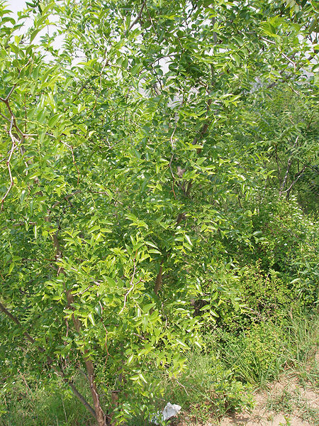 Fichier:Jujubier.jpg