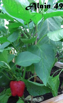 Fichier:Keystone giant.jpg