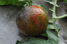 Fichier:L'Extravagante Rouffiange-1.jpg