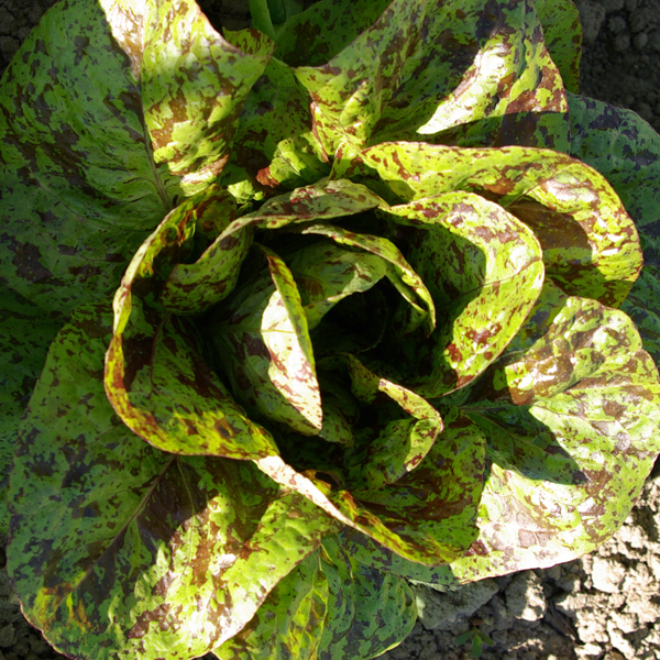 Fichier:LAITUE ROMAINE forellenschluss.jpg