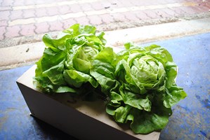 Fichier:LAITUE blonde de laeken-2.jpg