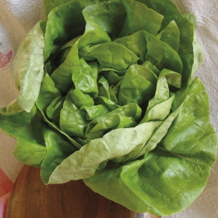 Fichier:LAITUE kaganer sommer 2-1.jpg