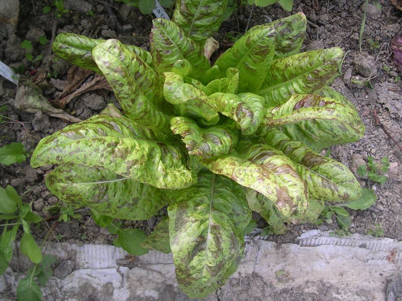 Fichier:LAITUE oreilles du diable.jpg