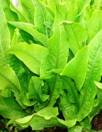 LAITUE yu mai tsai-1.jpg