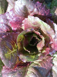 Laitue Romaine Rouge d'Hiver-1.jpg