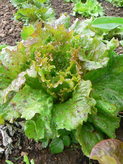 Fichier:Laitue batavia Rosencrantz.jpg