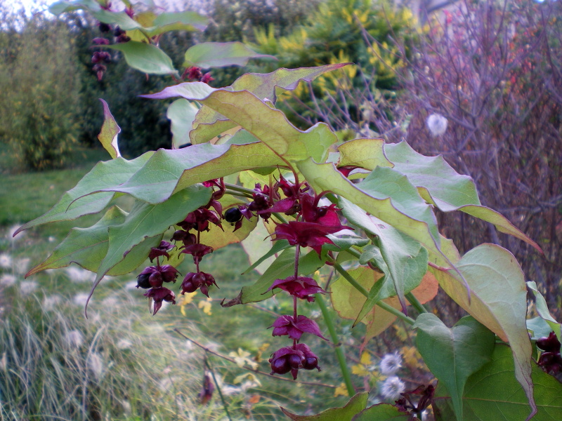 Fichier:Leycestéria formosa-2.jpg