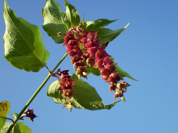 Fichier:Leycestéria formosa.jpg
