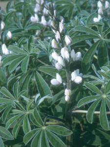 Fichier:Lupin blanc doux-1.jpg