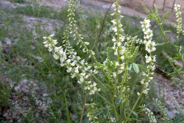 Fichier:Lupin blanc doux.jpg