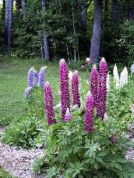 Lupin de russell varié.jpg