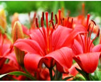 Fichier:Lys des prairies-1.jpg