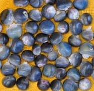 MAÏS Rio luccio bleu-1.jpg