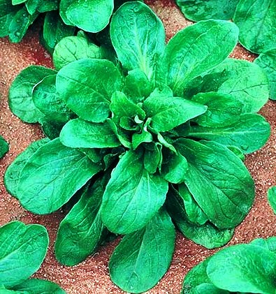 Fichier:MACHE gala-1.jpg