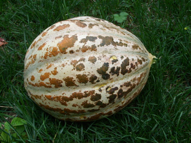 Fichier:MELON de lunéville-2.jpg