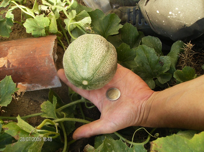 Fichier:MELON minnesota midget.jpg