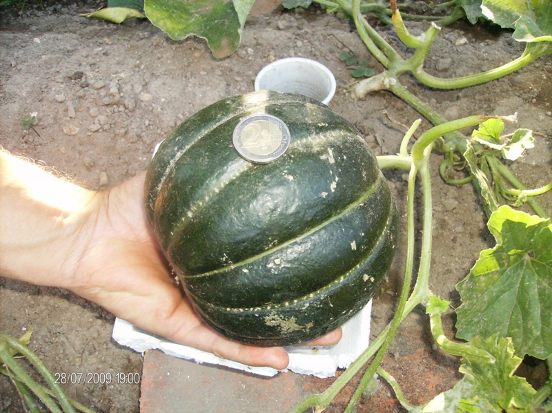 Fichier:MELON noir des carmes.jpg