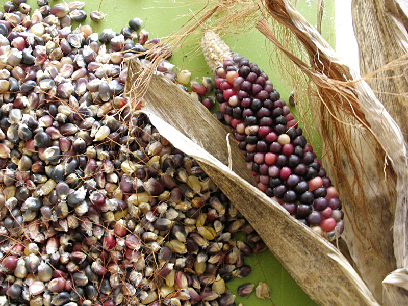 Fichier:Maïs à éclater Cherokee long ear-1.jpg