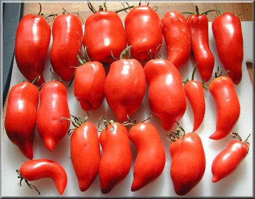 Fichier:Marianna's howard german.jpg