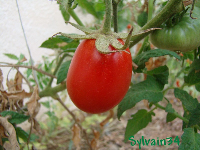 Fichier:Martin's amish.jpg