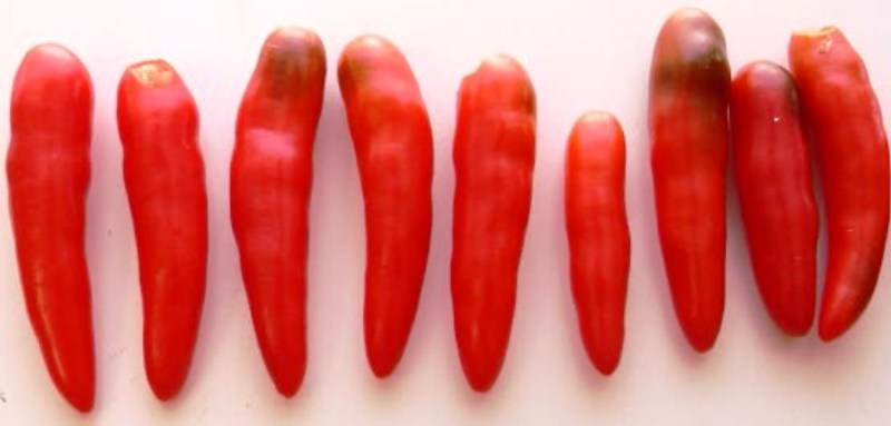 Fichier:Mayan Love-1.jpg